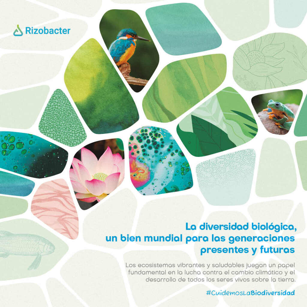 Un año en ecosistemas rizobacter 2023 2