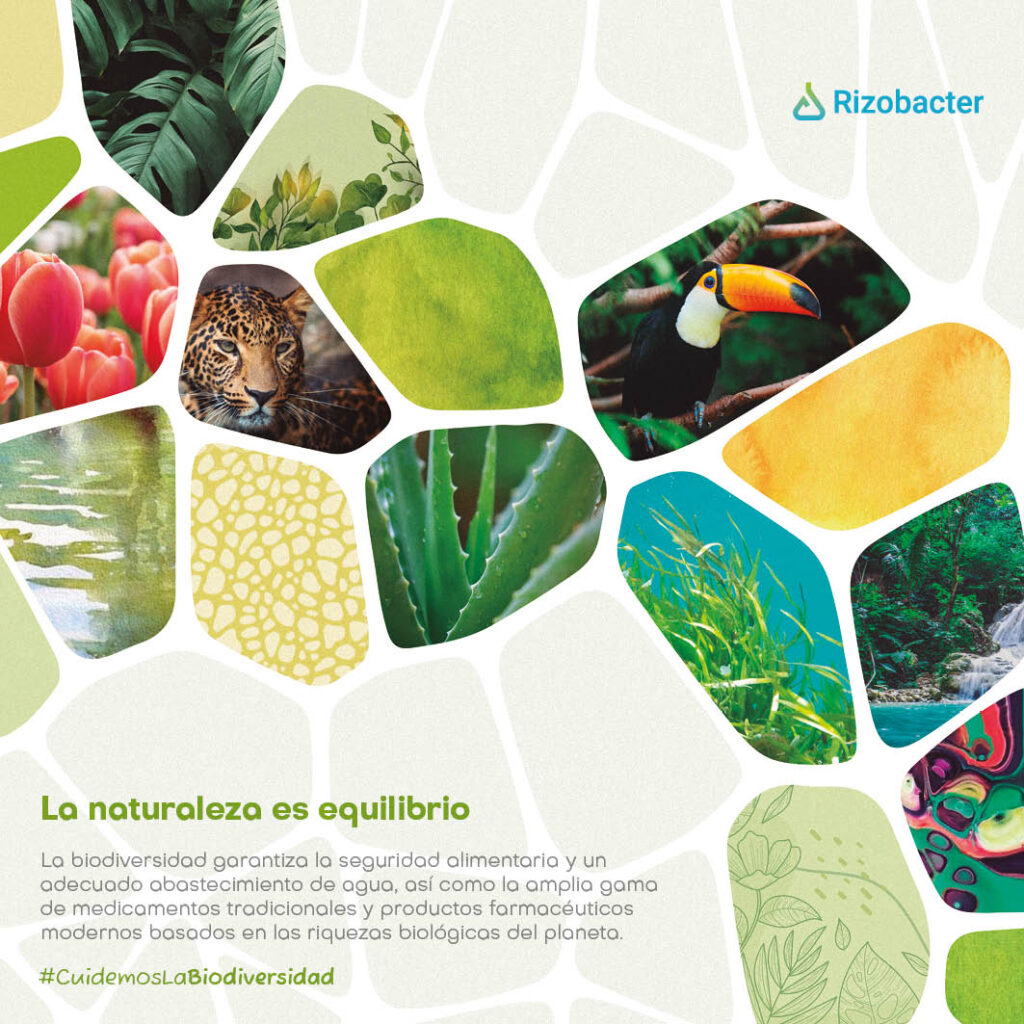 Un año en ecosistemas rizobacter 2023 20