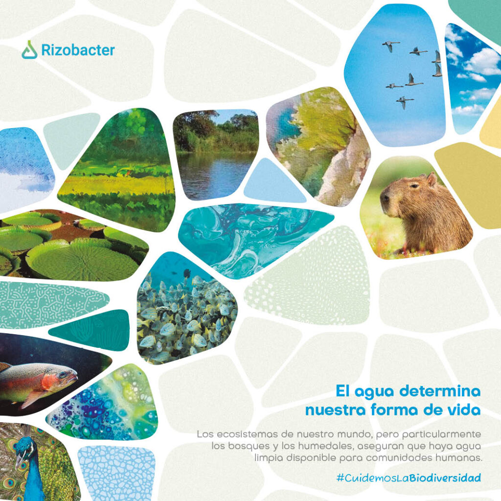 Un año en ecosistemas rizobacter 2023 22