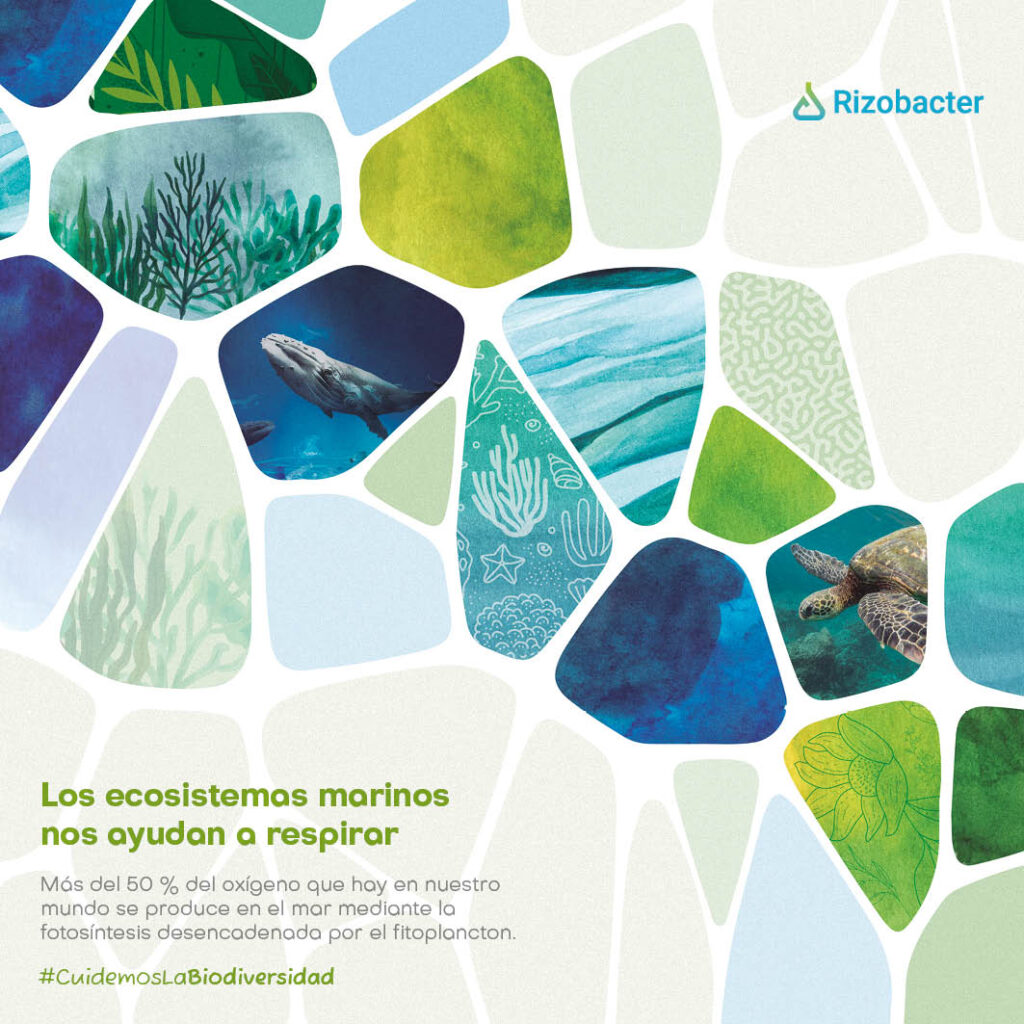 Un año en ecosistemas rizobacter 2023 24