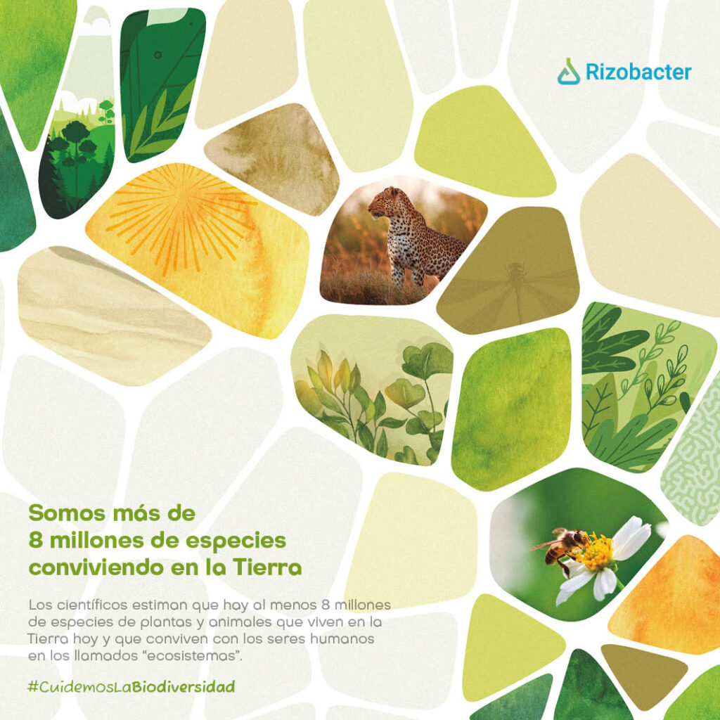 Un año en ecosistemas rizobacter 2023 4