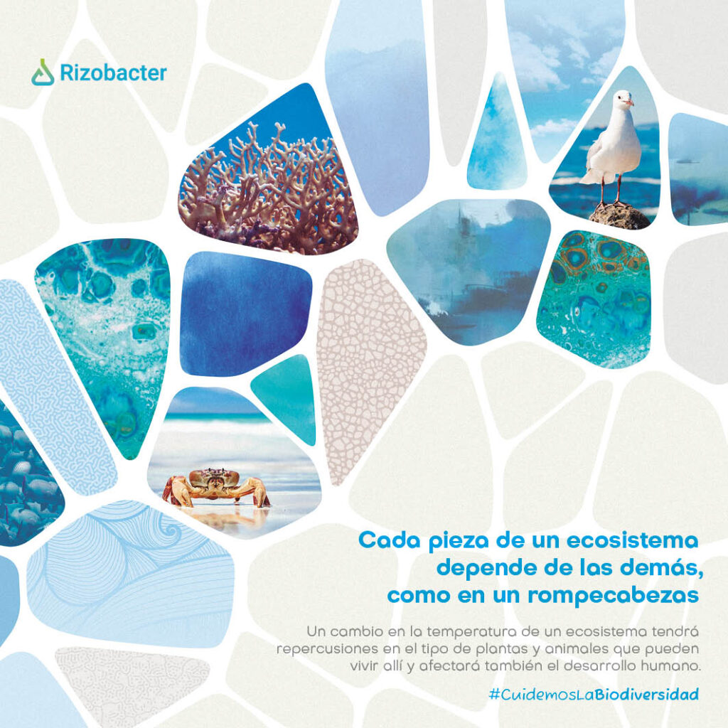 Un año en ecosistemas rizobacter 2023 6