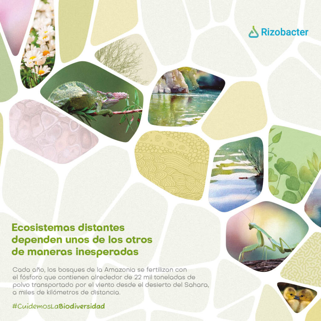 Un año en ecosistemas rizobacter 2023 8