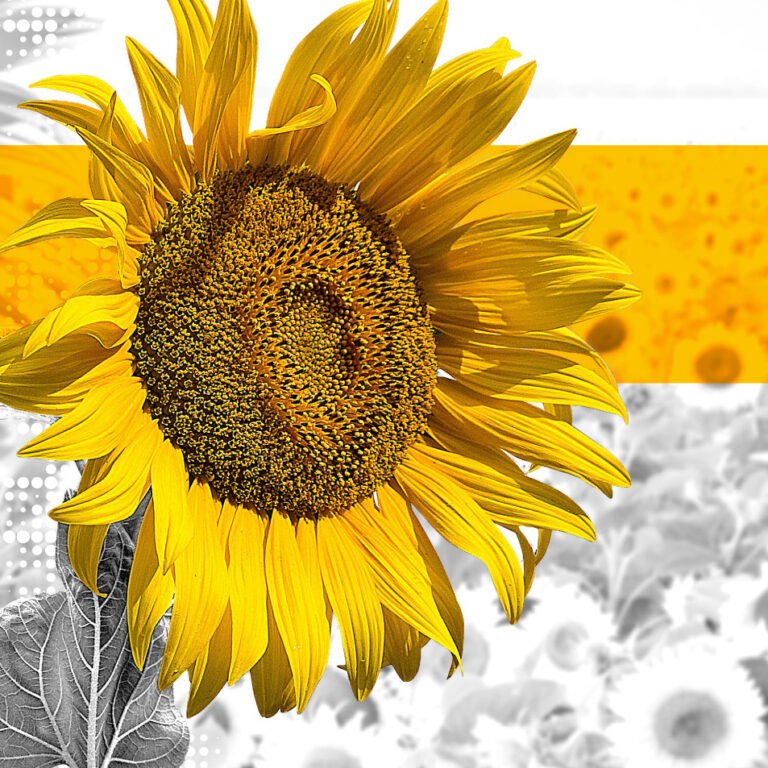 Trabajos Destacados catalogo